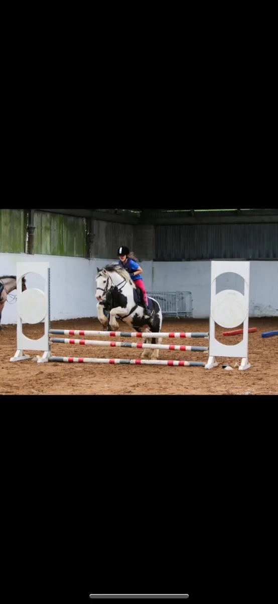 13’3 Gypsy  Cob Gelding - Image 2