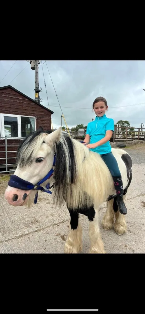 13’3 Gypsy  Cob Gelding - Image 3