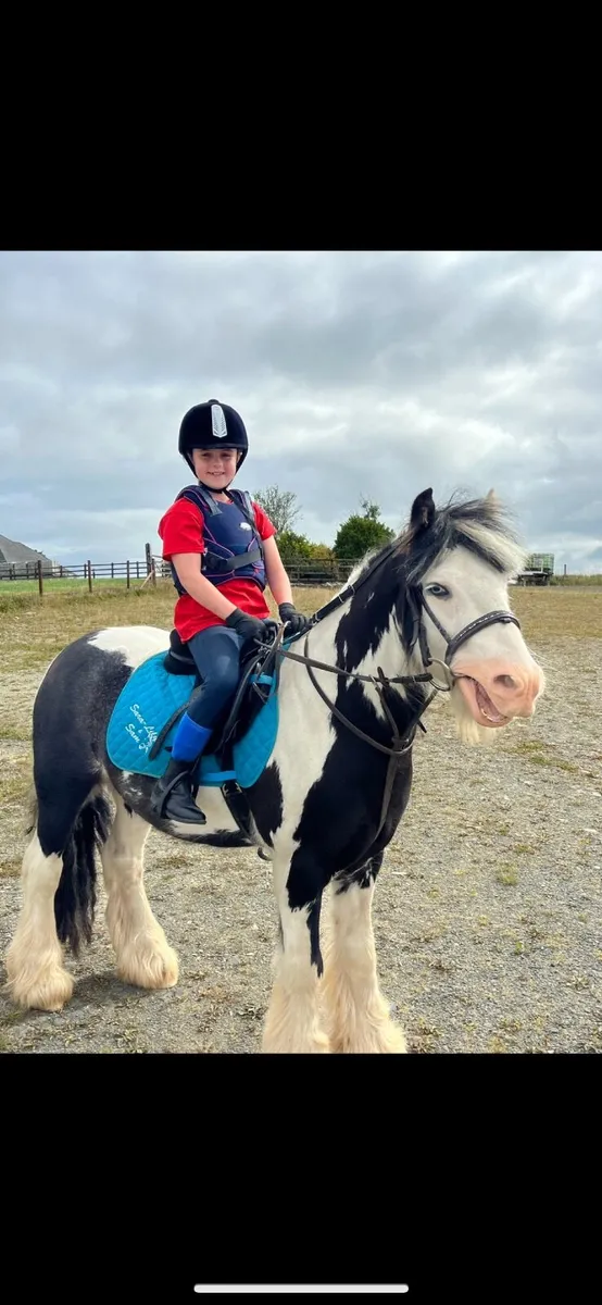 13’3 Gypsy  Cob Gelding - Image 4