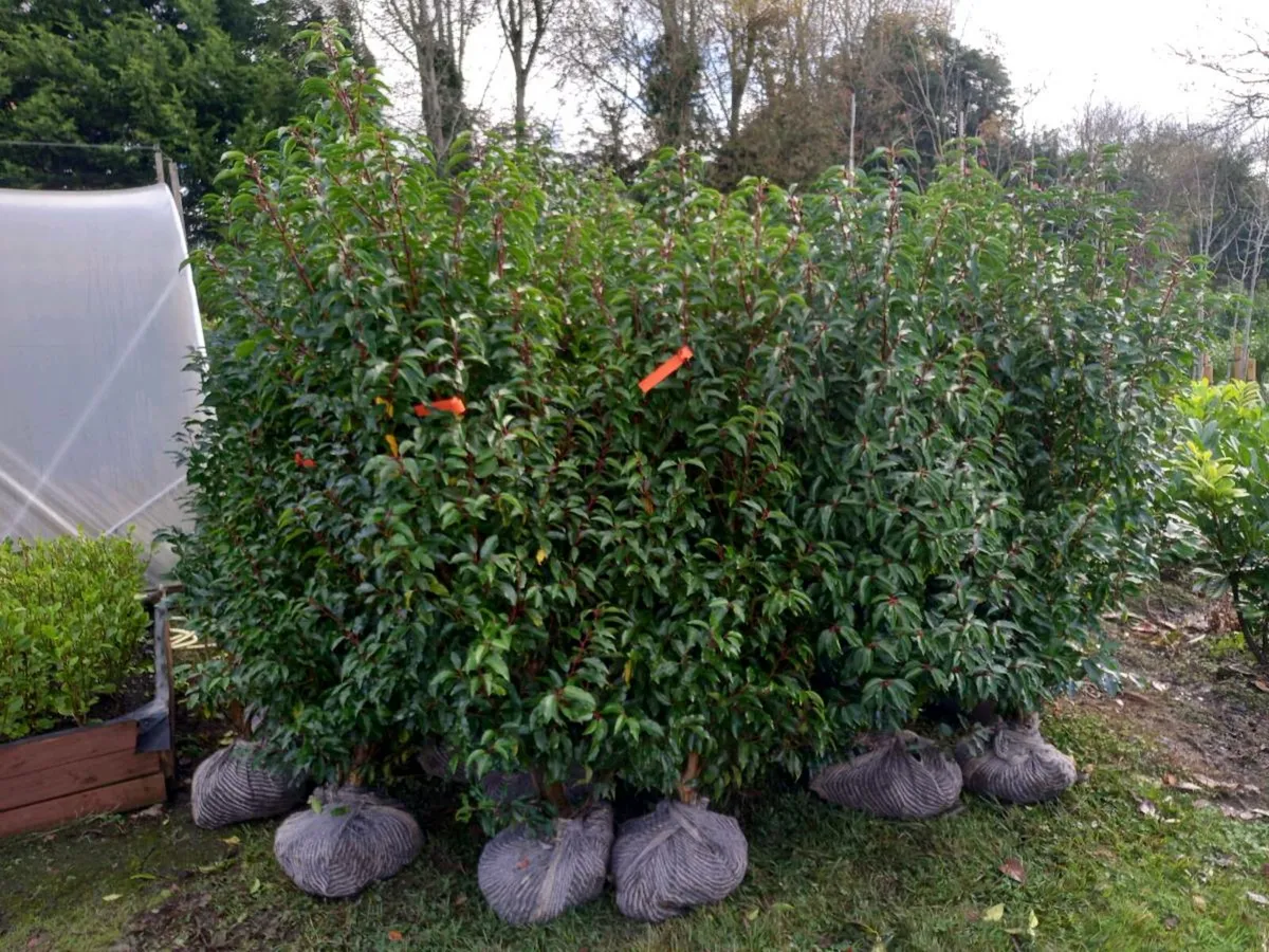 Evergreen Hedging - Image 1