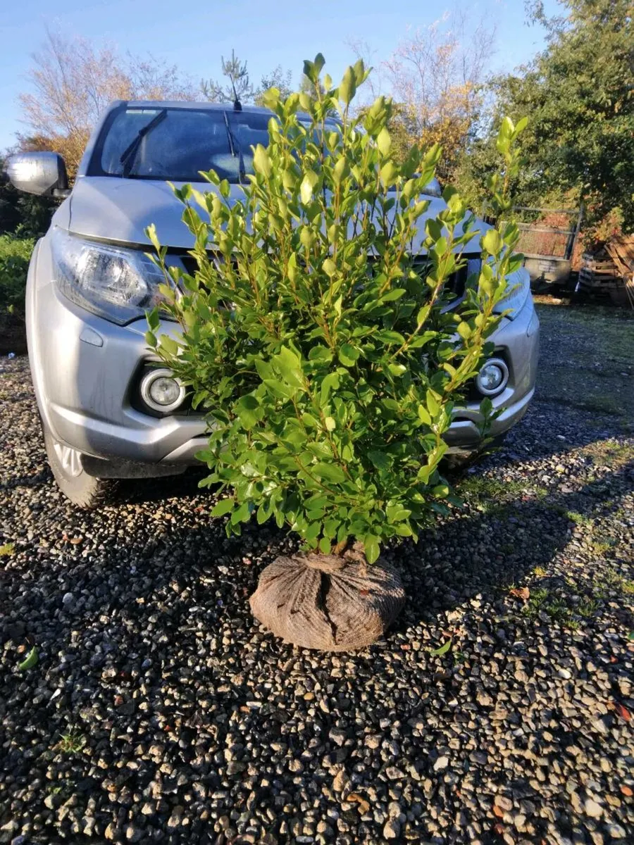 Evergreen Hedging - Image 2