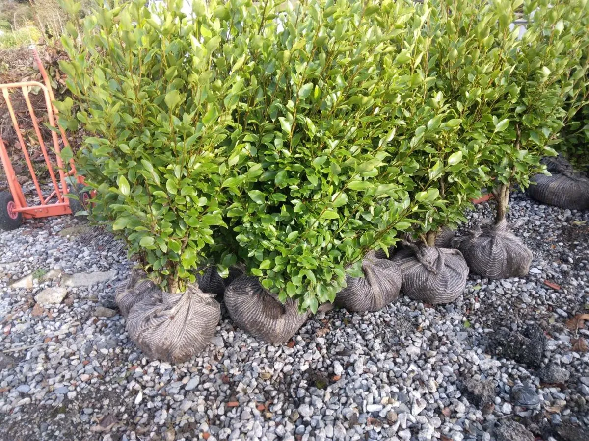 Evergreen Hedging - Image 1