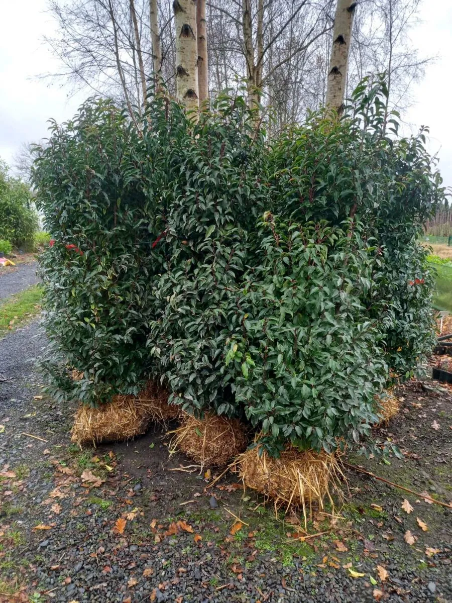 Evergreen Hedging - Image 4
