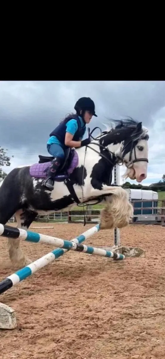 13’3 Gypsy  Cob Gelding - Image 1