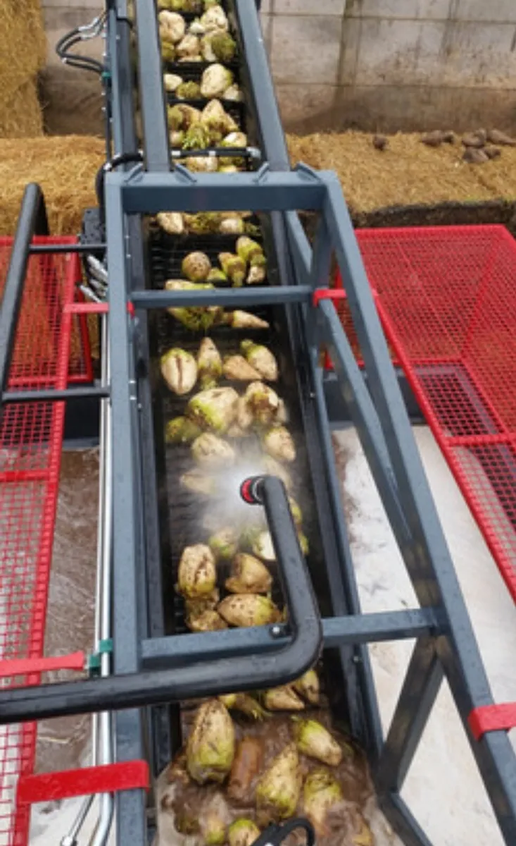 Washed Beet for sale - Image 2