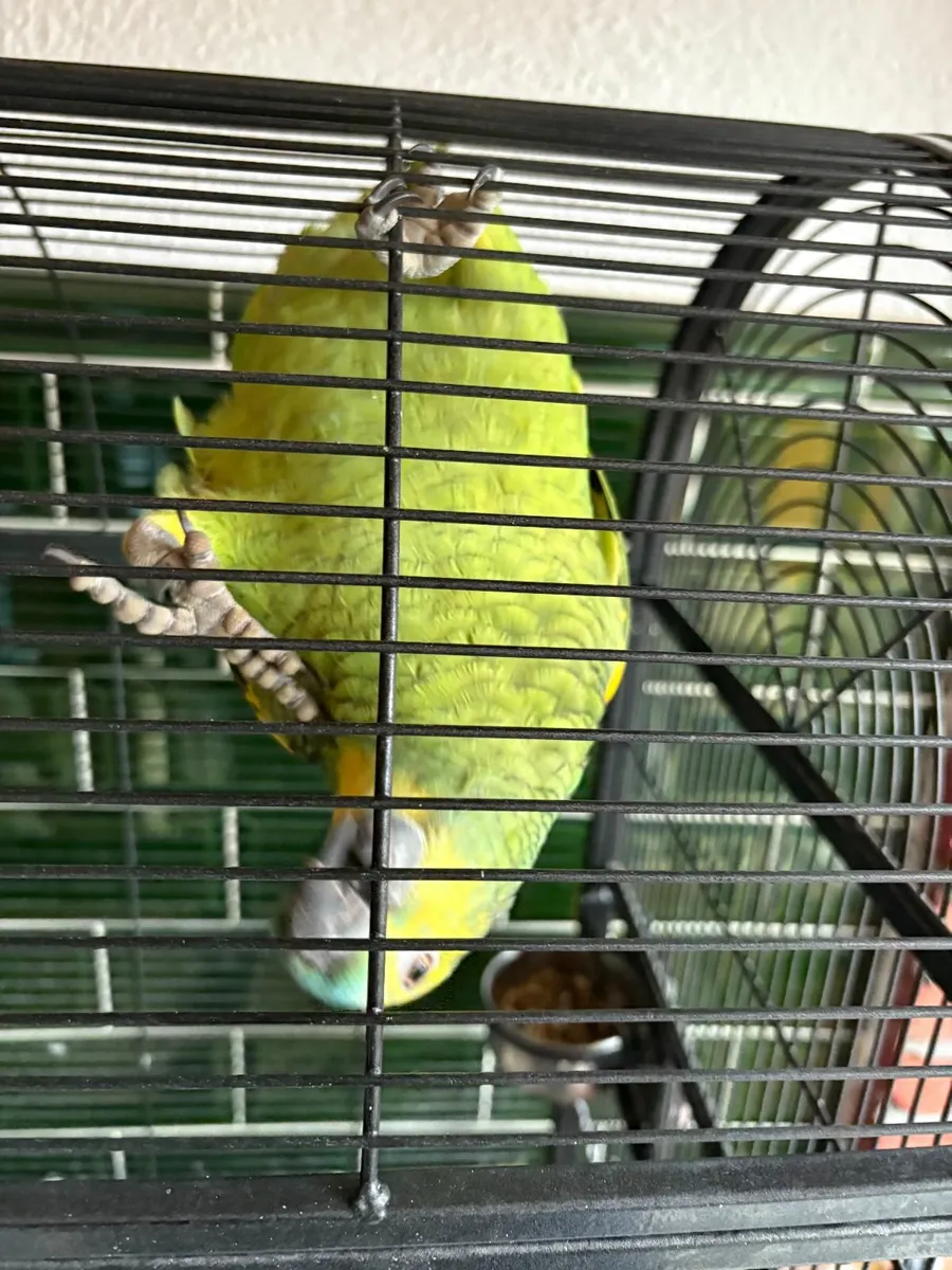 Amazon Parrot For Sale - Image 1