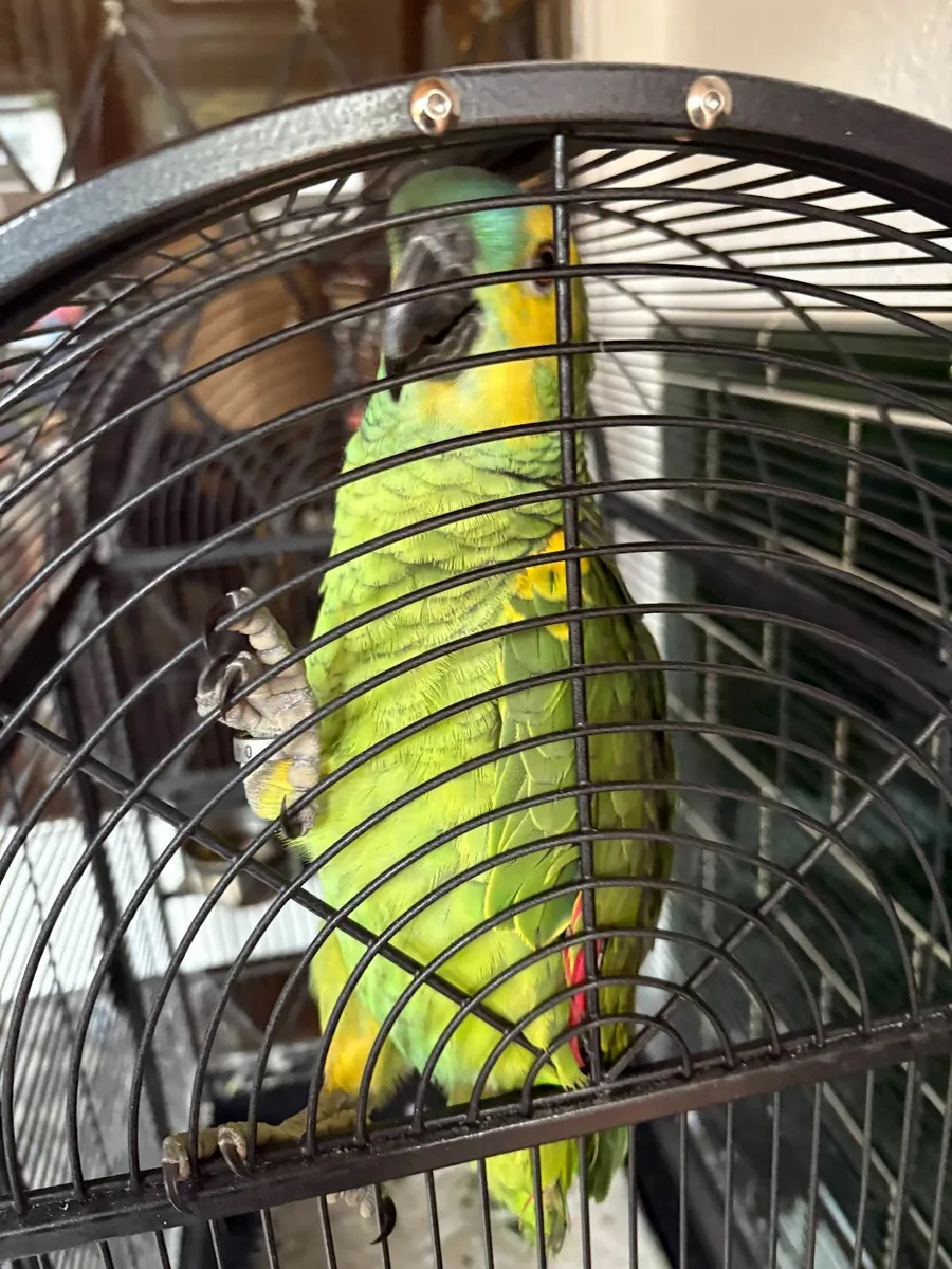 Amazon Parrot For Sale - Image 2