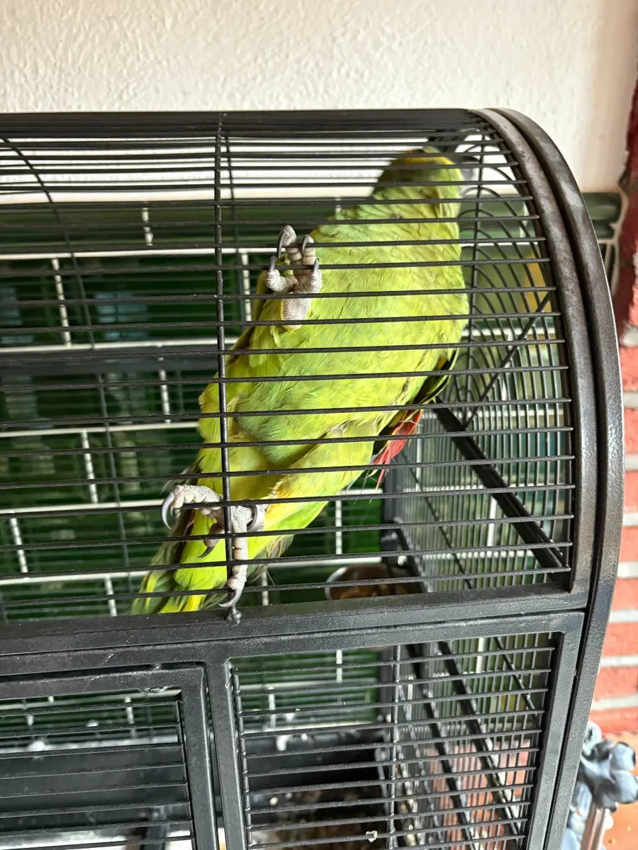 Amazon Parrot For Sale - Image 4
