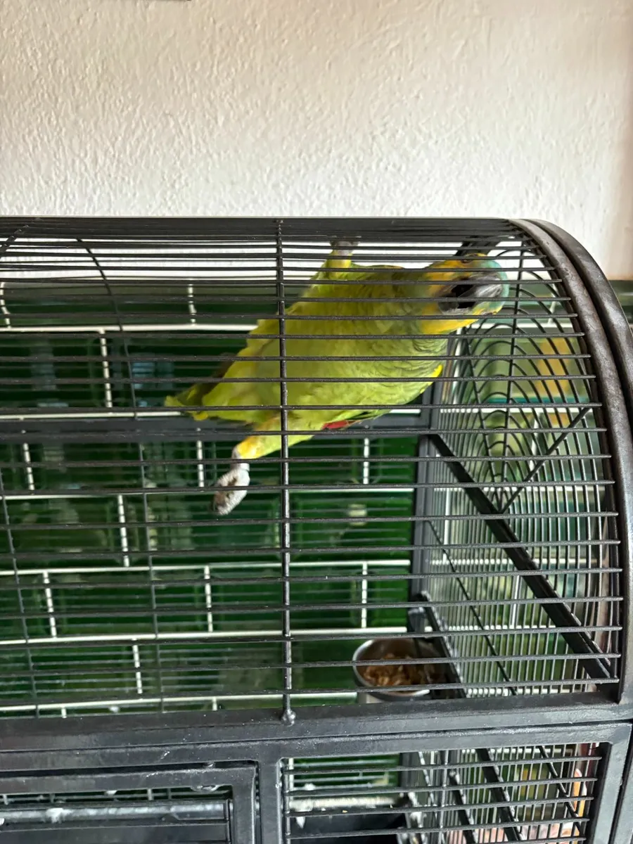 Amazon Parrot For Sale - Image 3