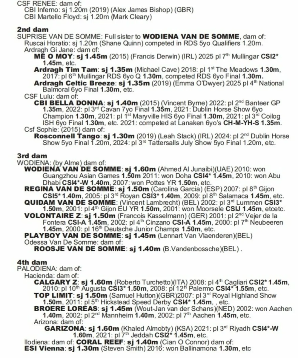 Well related broodmare - Image 2