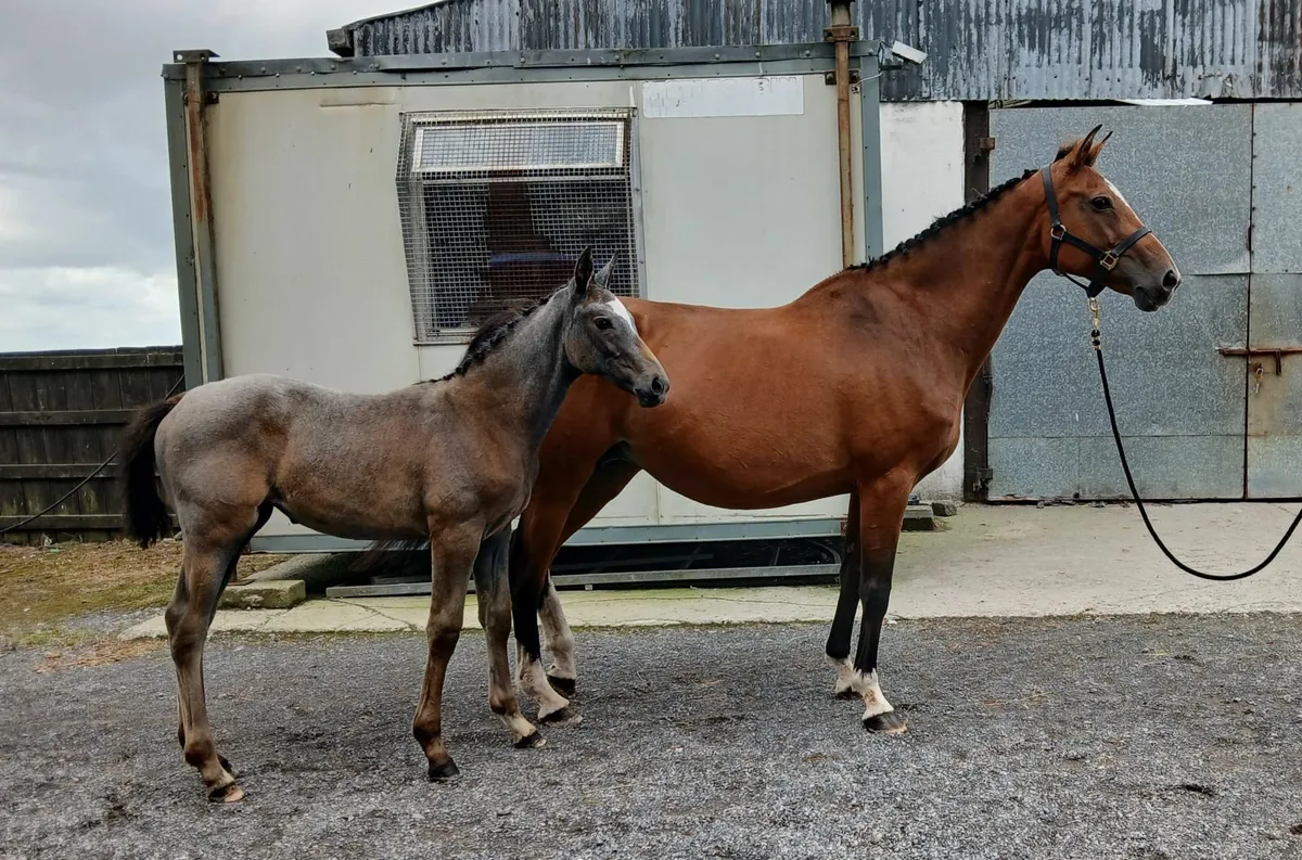 Well related broodmare - Image 1