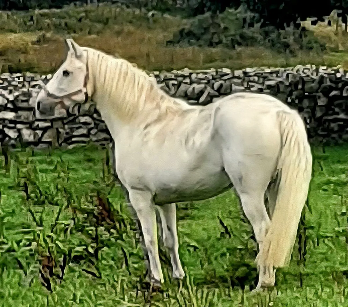 Connemara mare - Image 1
