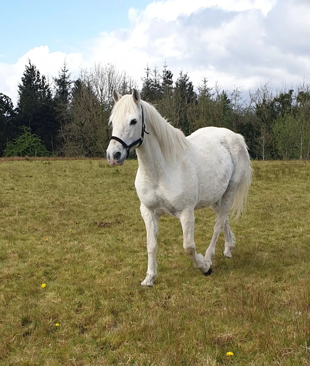 Connemara mare - Image 2