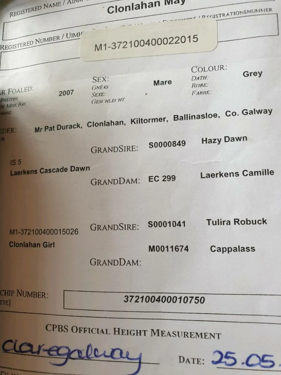 Connemara mare - Image 3