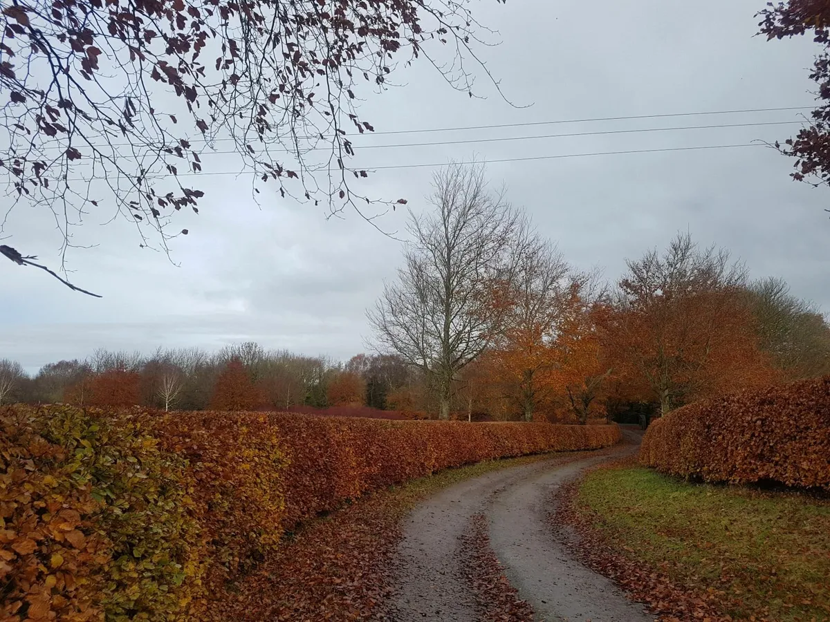 Beech Hedging - Image 4