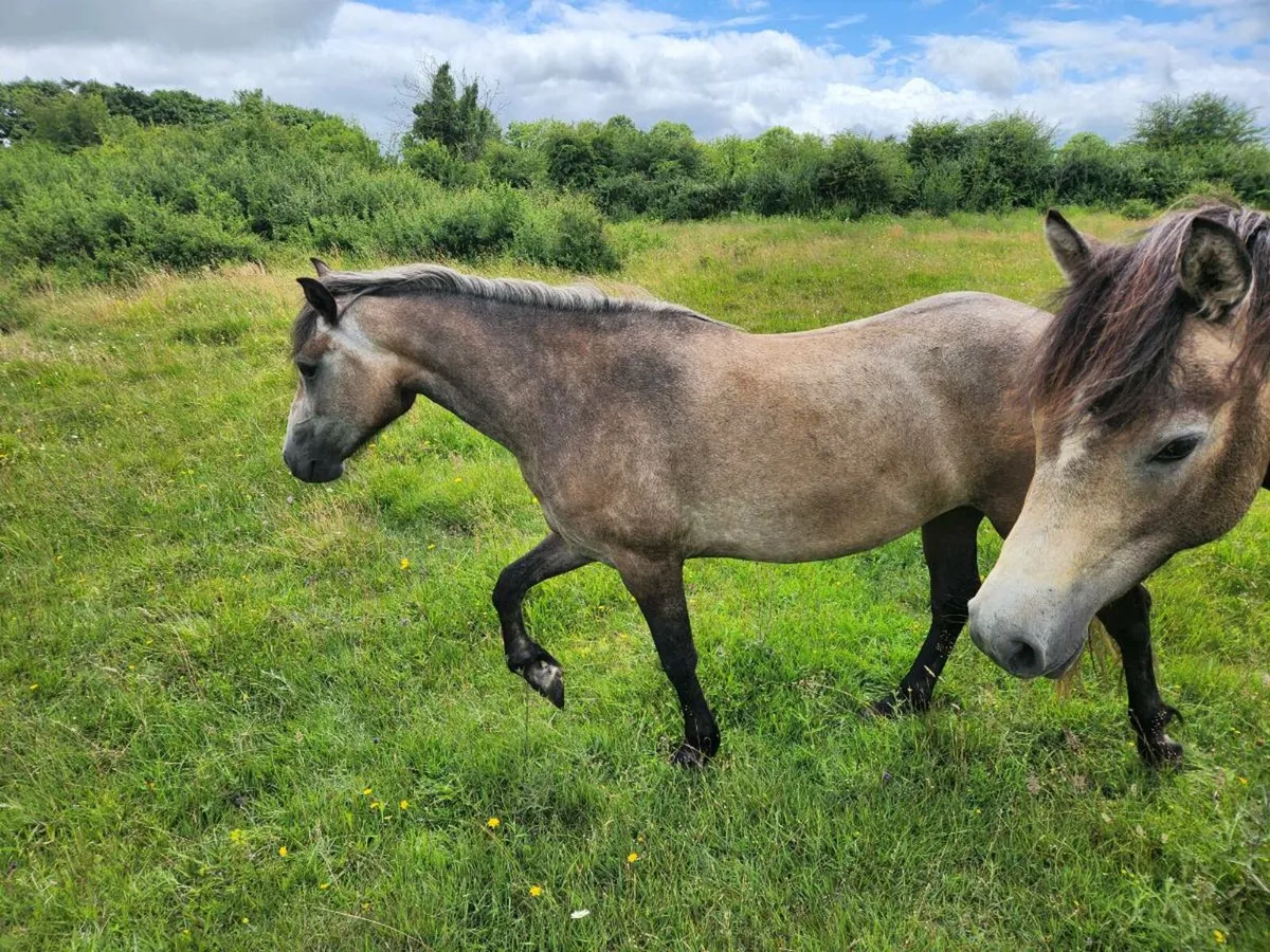 3yr old registered connemara filly - Image 1