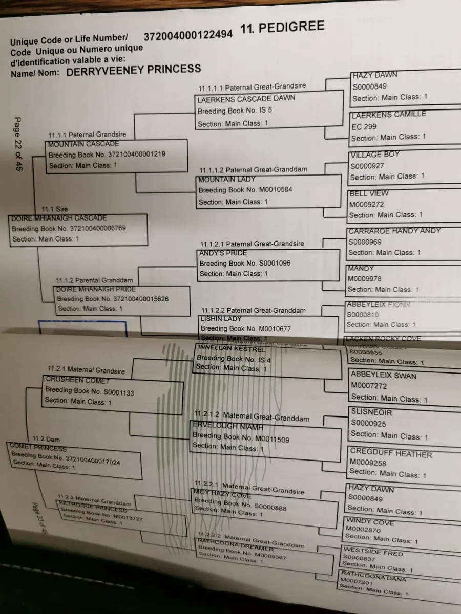 3yr old registered connemara filly - Image 2