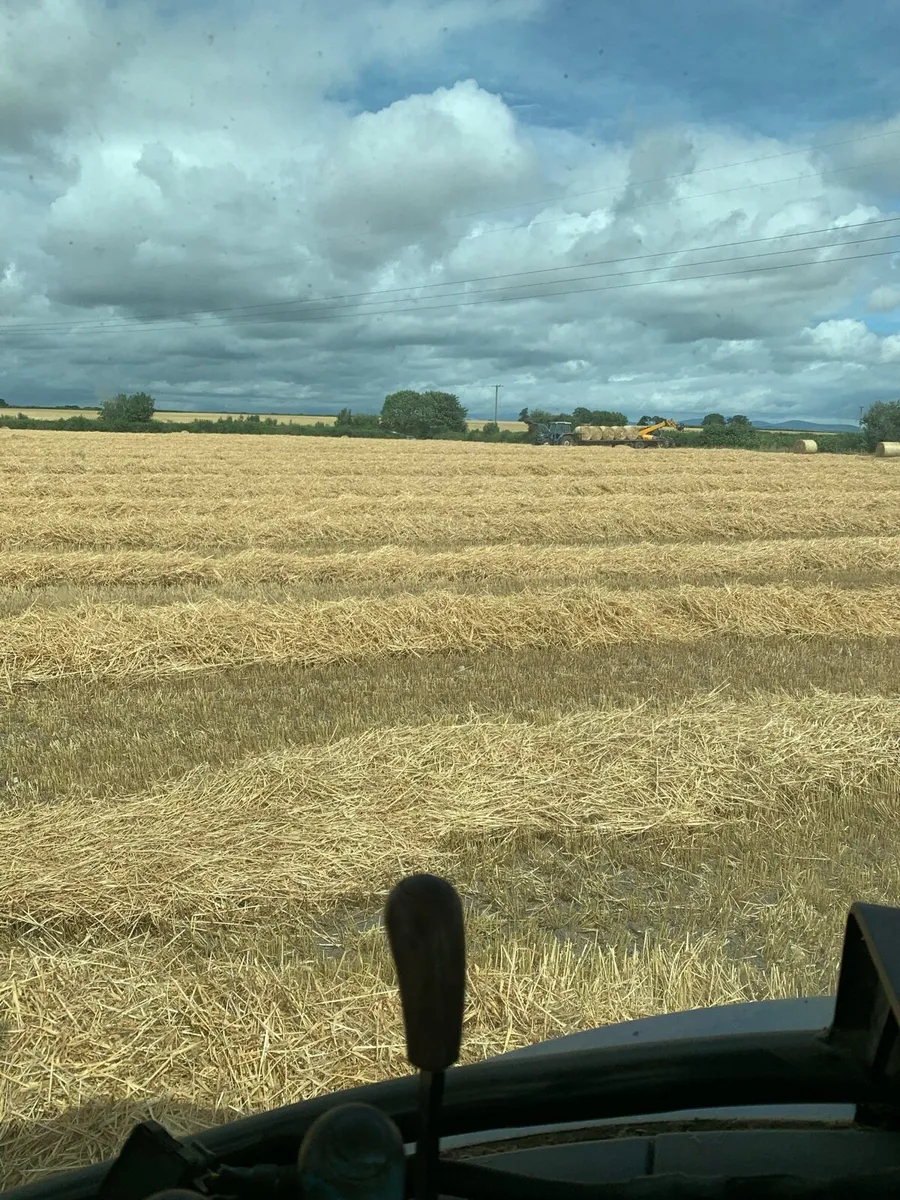 2025  barley  straw Hay - Image 2