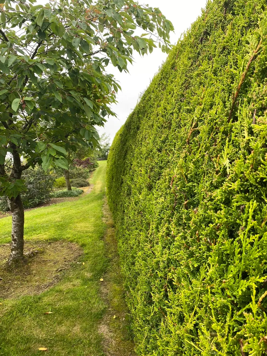 Chainsaw work/Tree felling/hedge trimming - Image 1