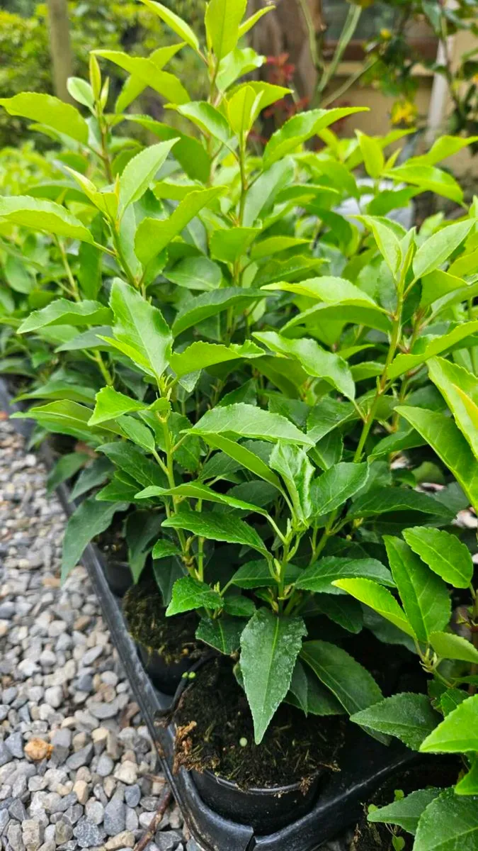 Portuguese Laurel Hedging - Image 1