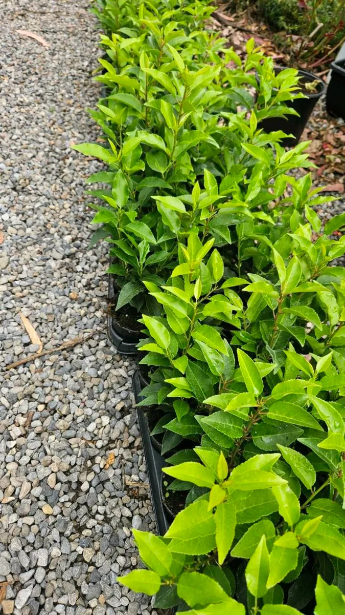 Portuguese Laurel Hedging - Image 2