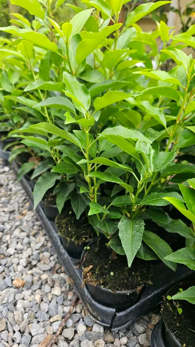 Portuguese Laurel Hedging - Image 3