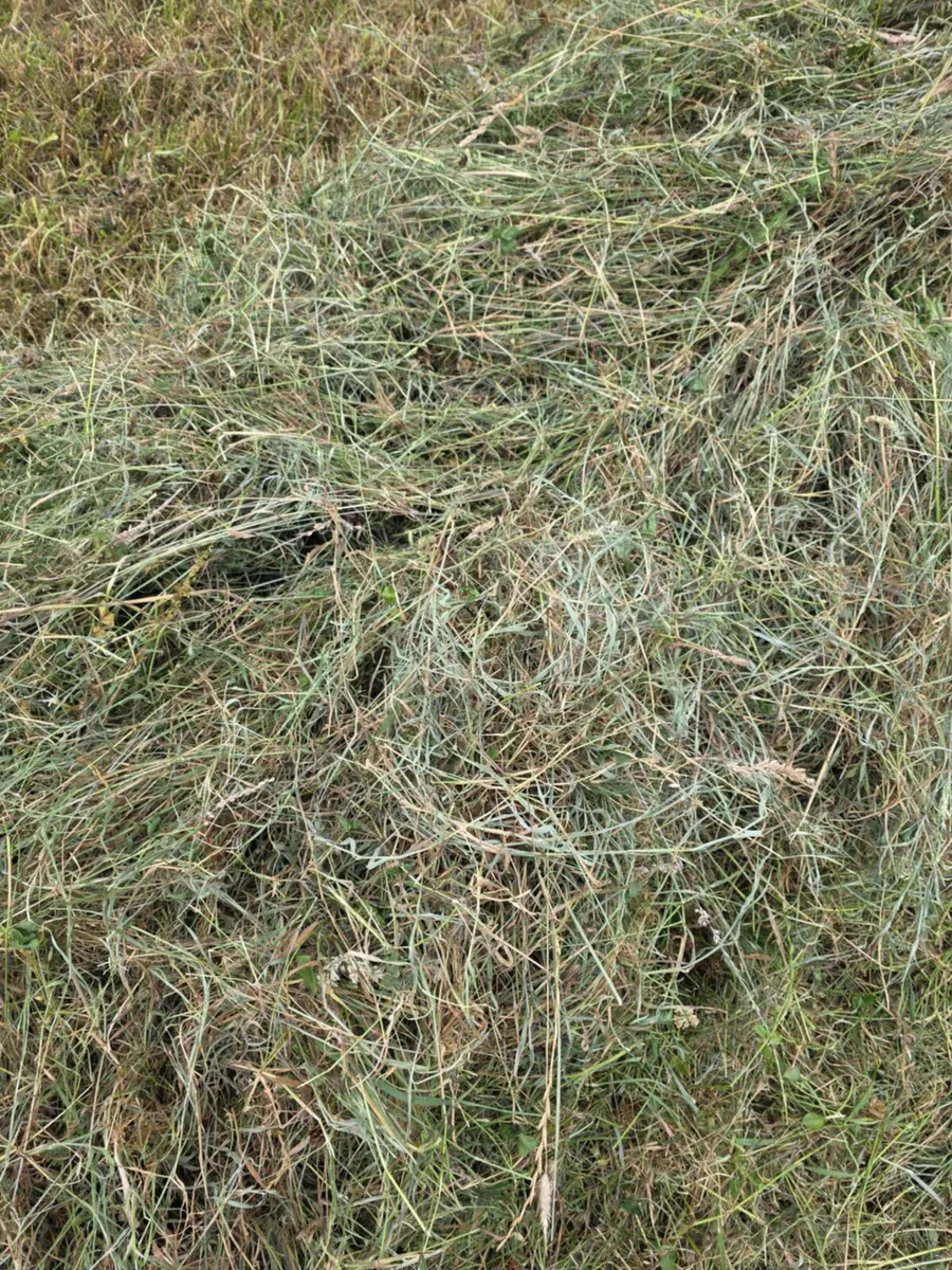 69 Bales of top class silage - Image 4