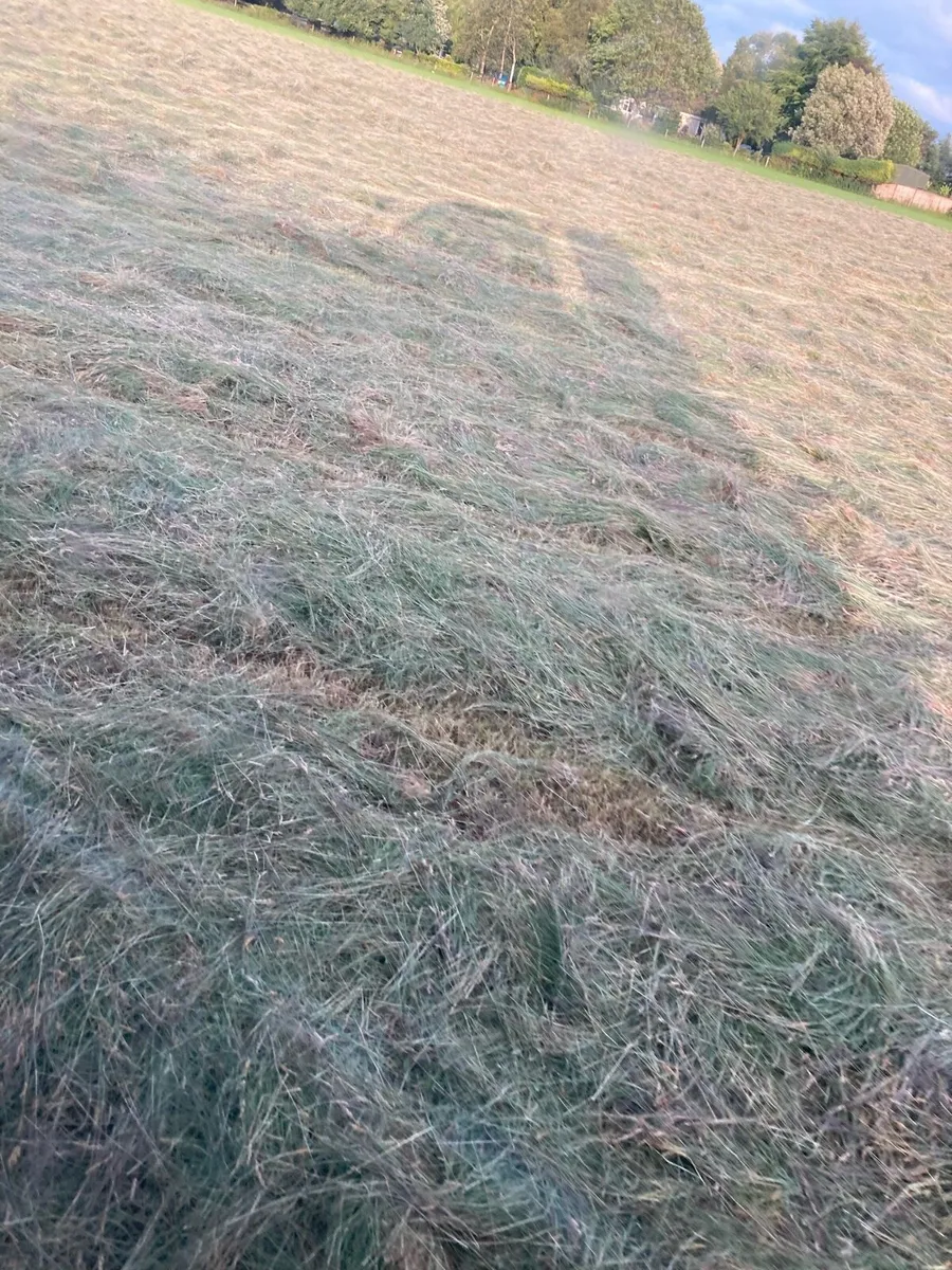 Small square bales of hay - Image 2