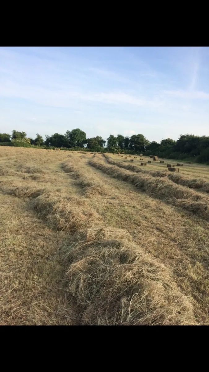 Small square bales of hay - Image 4
