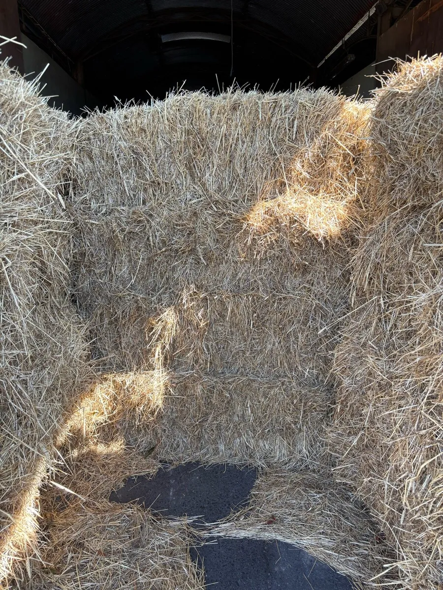 Hay - Image 2