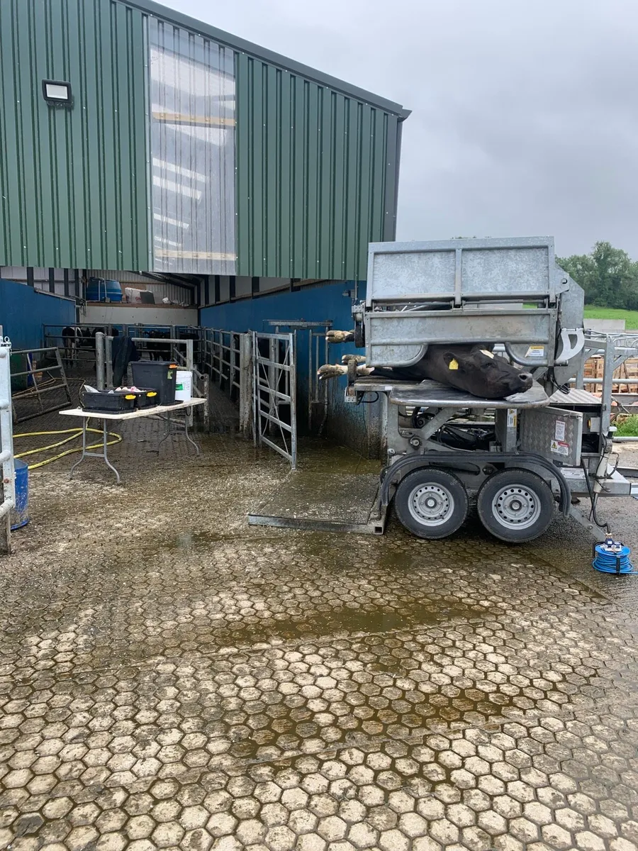 Hoof trimming and scanning - Image 3