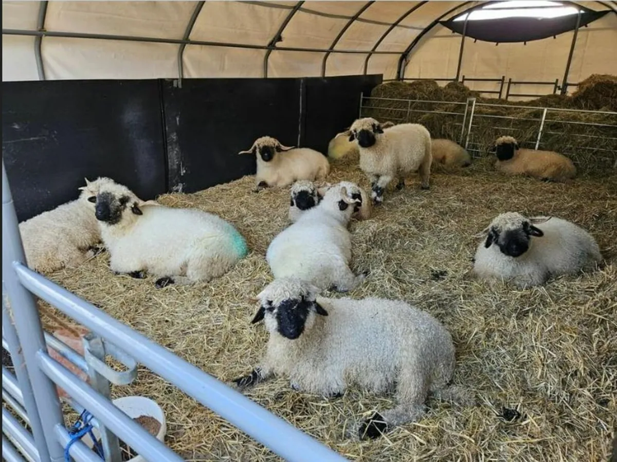 Extra Large Livestock Field Shelter 305gsm cover - Image 3