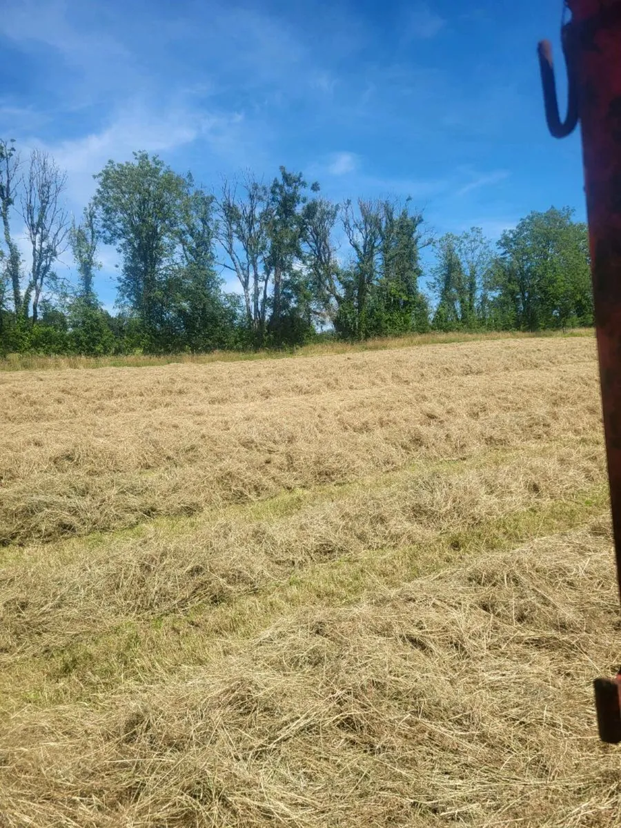 Square bales hay - Image 3