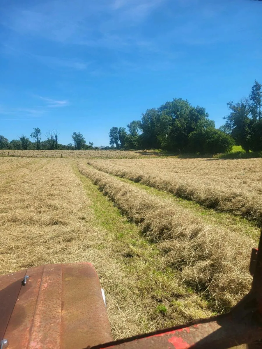 Square bales hay - Image 2
