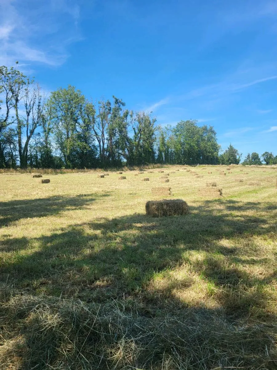 Square bales hay - Image 1