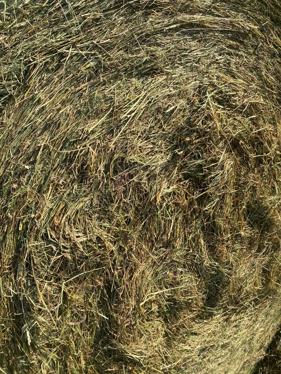 Haylage & Silage - Image 3