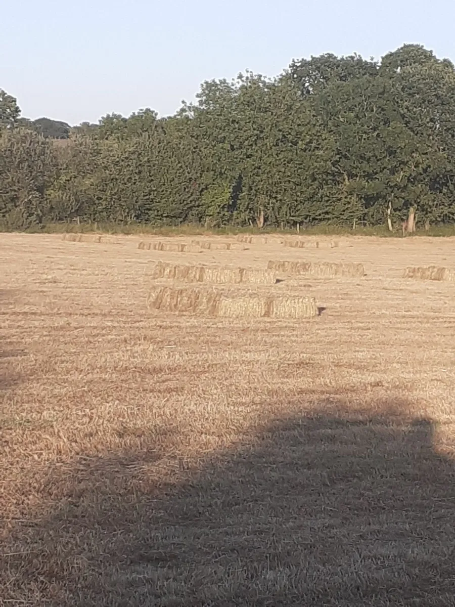 Small square bales of hay - Image 3