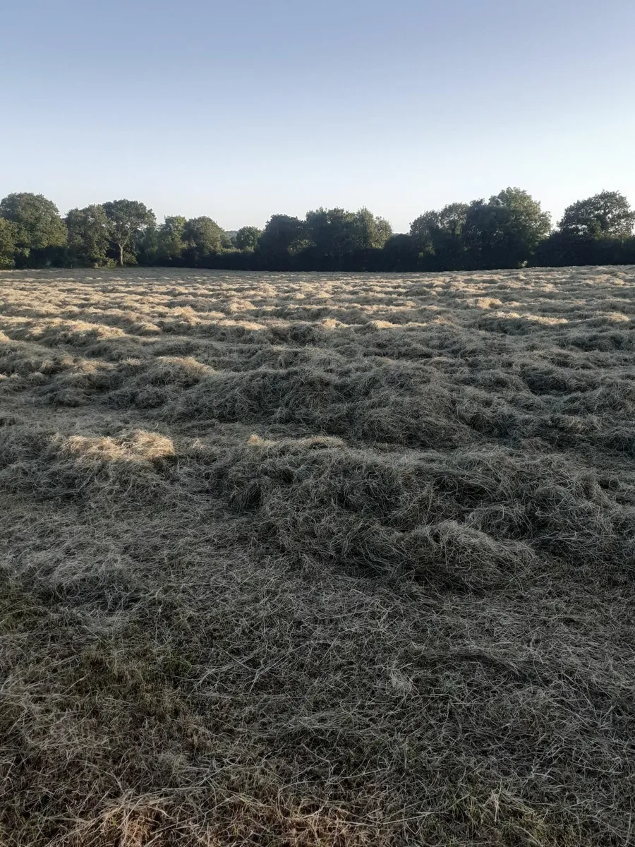 Small square bales of hay - Image 4