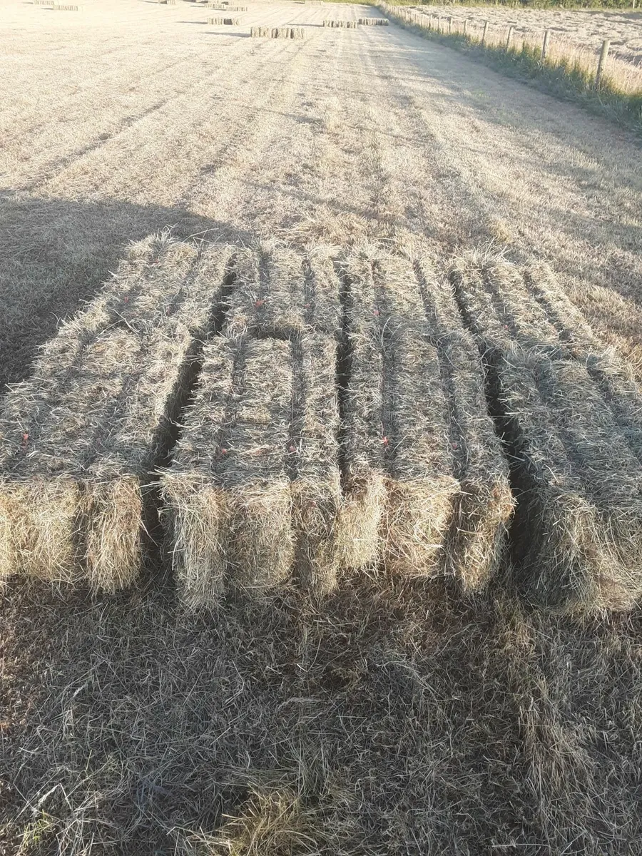 Small square bales of hay - Image 2