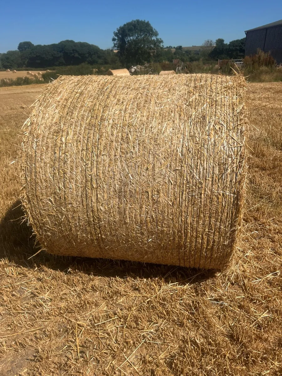 2025 Winter barley straw - Image 2