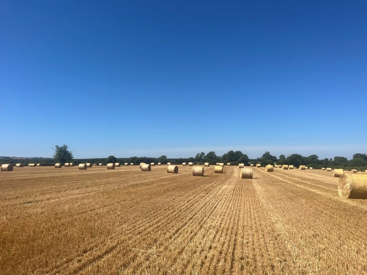 2025 Winter barley straw - Image 3