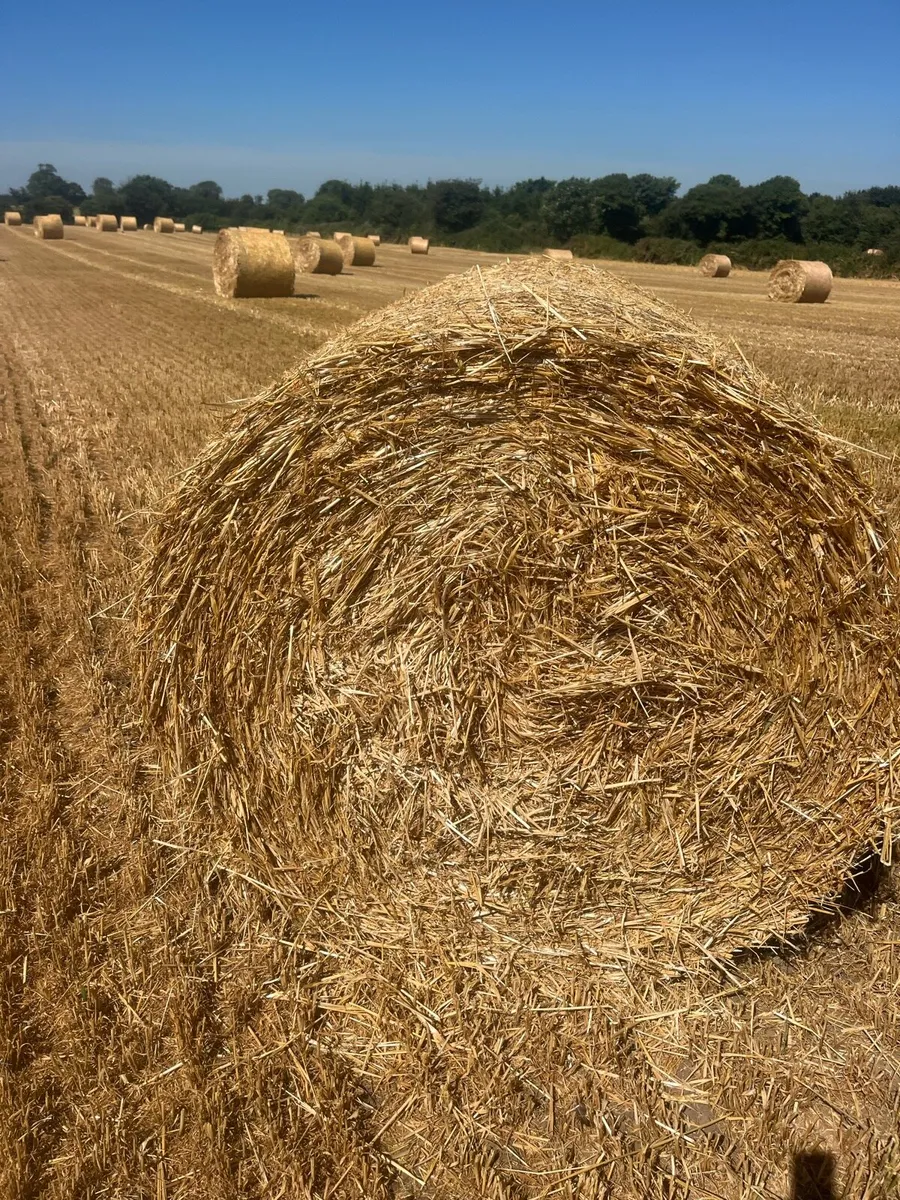 2025 Winter barley straw - Image 1