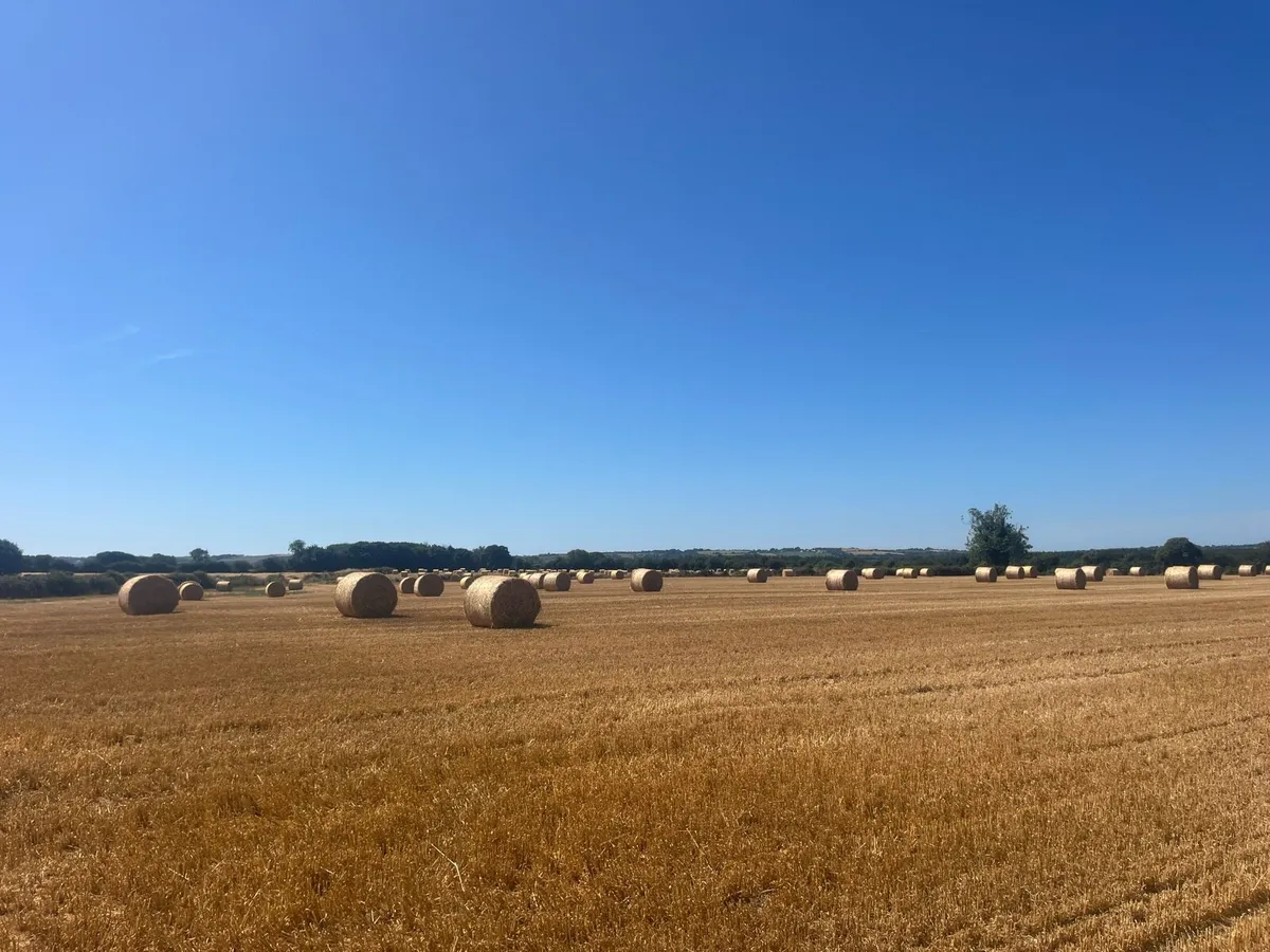 2025 Winter barley straw - Image 4