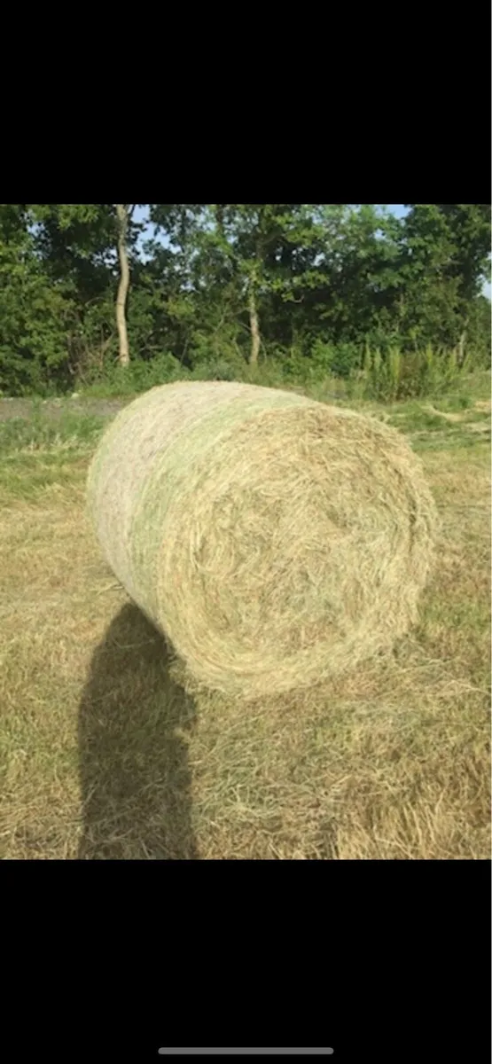 Hay - Image 1