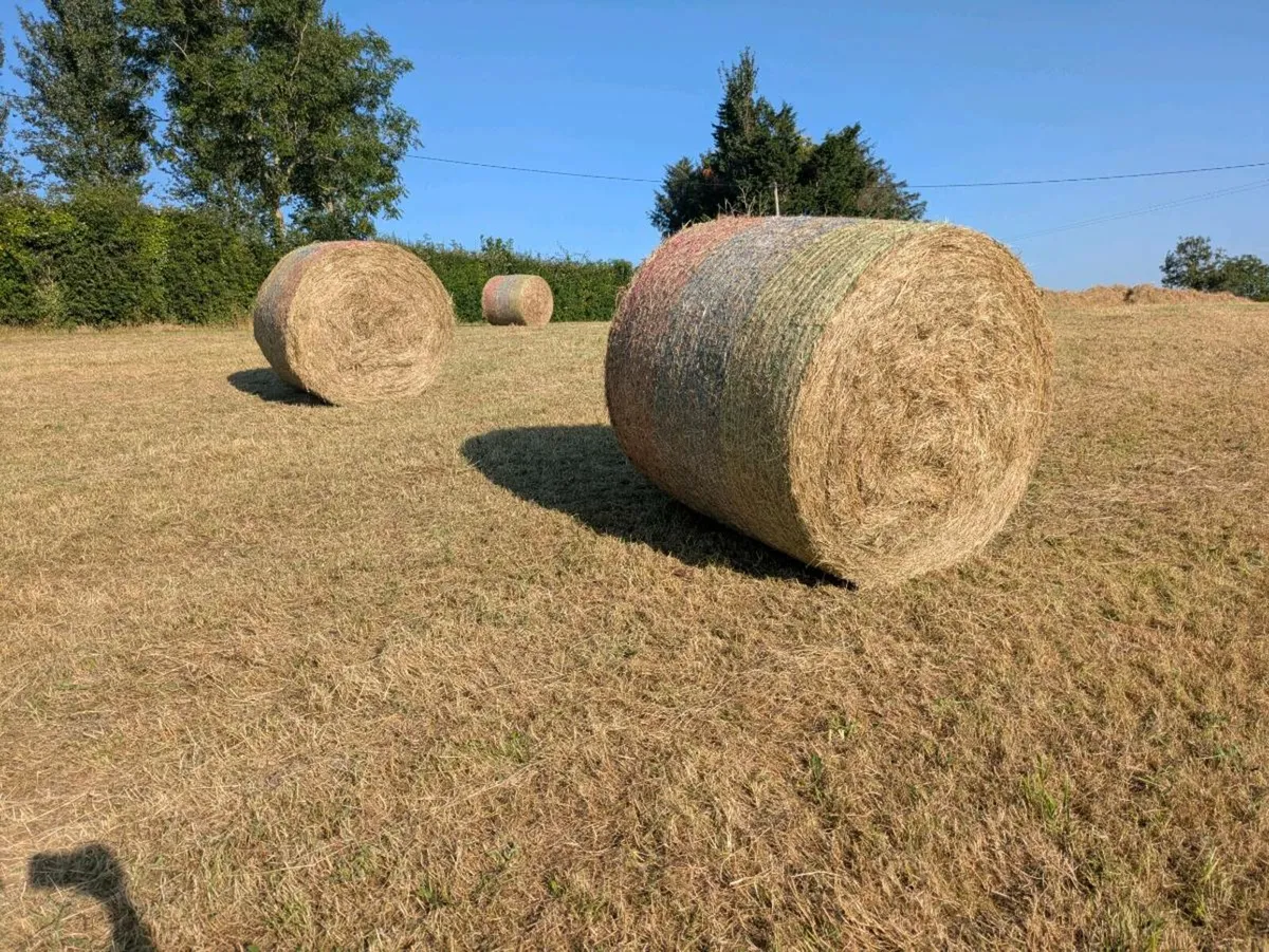 Round hay bales for sale - Image 1