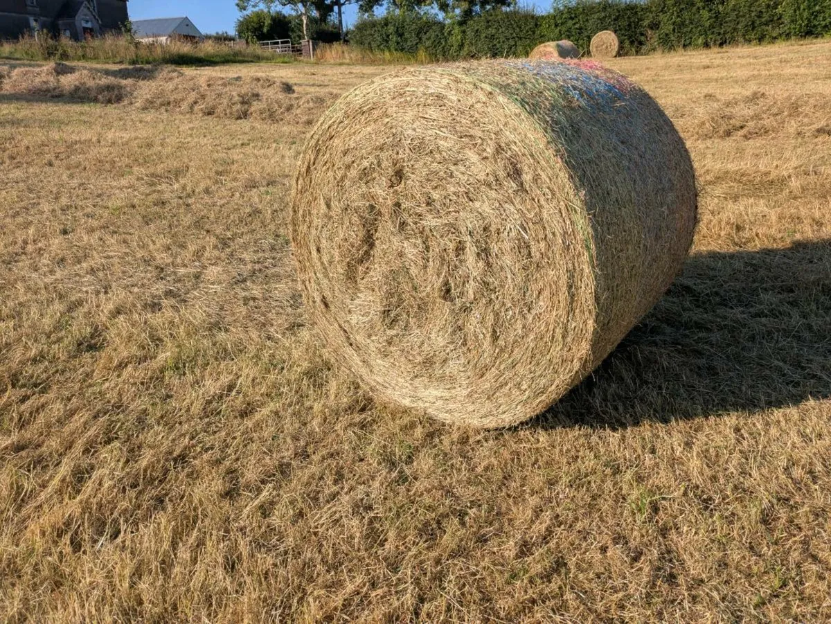 Round hay bales for sale - Image 2