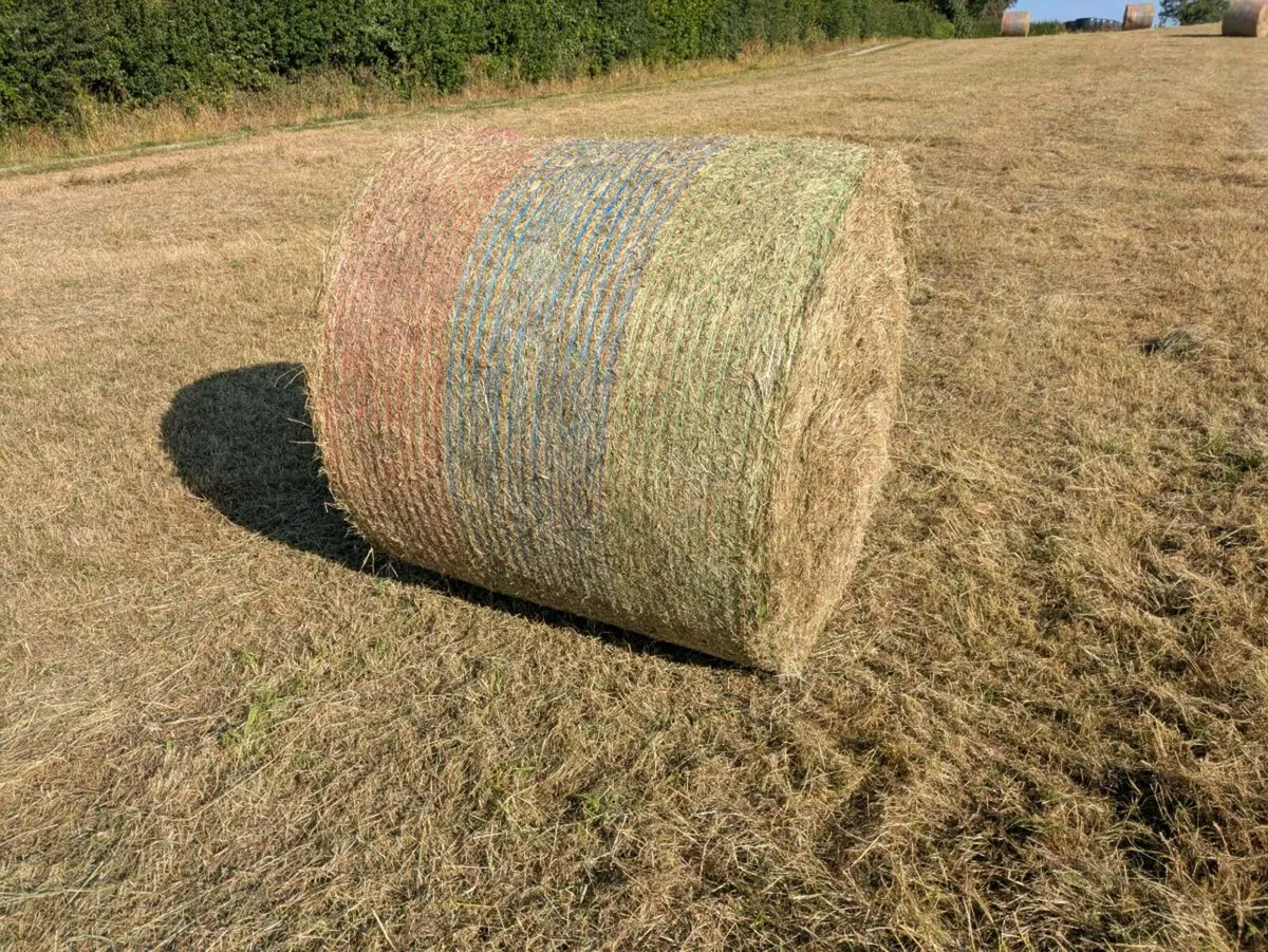 Round hay bales for sale - Image 3