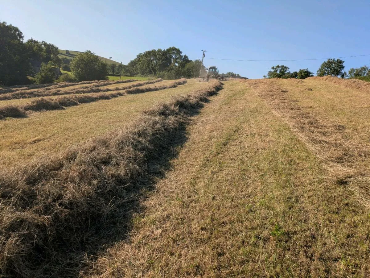 Round hay bales for sale - Image 4