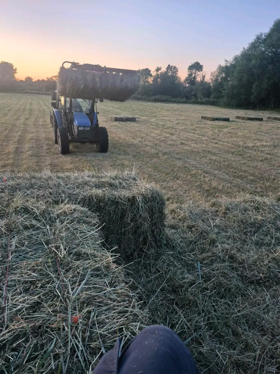 Square bales hay & golden barley straw - Image 4