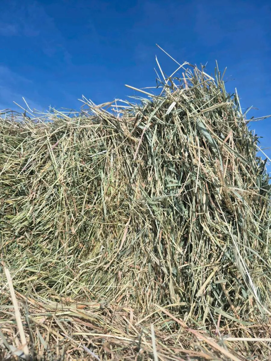 Square bales hay & golden barley straw - Image 1